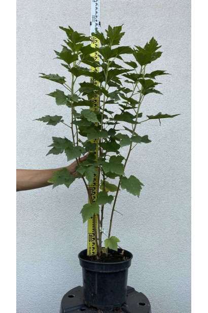 Смородина черная Черный десерт - 5л/вис.80-100см/Ø30-40см